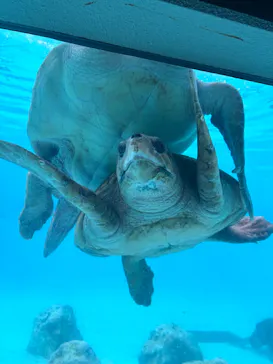 沖縄美ら海水族館に投稿された画像（2026/9/21）