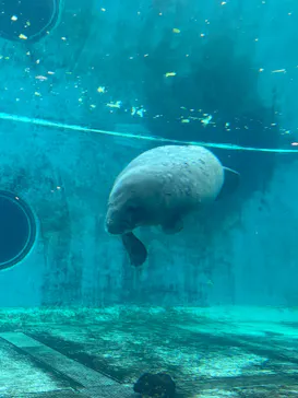 沖縄美ら海水族館に投稿された画像（2026/9/21）