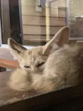 いしかわ動物園に投稿された画像（2026/9/21）