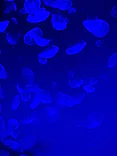 名古屋港水族館に投稿された画像（2026/9/21）