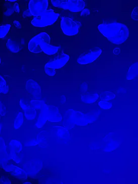 名古屋港水族館に投稿された画像（2026/9/21）