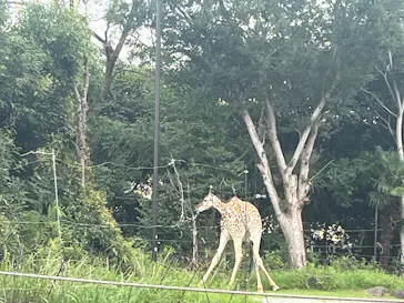 天王寺動物園に投稿された画像（2026/9/21）