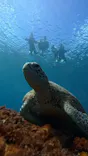 タビワク　宮古島に投稿された画像（2026/9/22）
