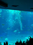 沖縄美ら海水族館に投稿された画像（2026/9/22）