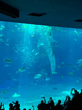 沖縄美ら海水族館に投稿された画像（2026/9/22）