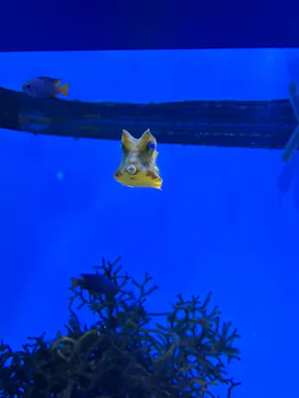沖縄美ら海水族館に投稿された画像（2026/9/22）