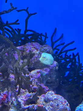沖縄美ら海水族館に投稿された画像（2026/9/22）