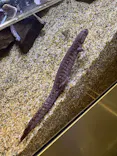 すみだ水族館に投稿された画像（2026/9/22）