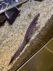 すみだ水族館に投稿された画像（2026/9/22）