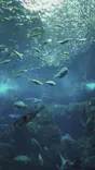 新江ノ島水族館に投稿された画像（2026/9/22）