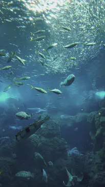 新江ノ島水族館に投稿された画像（2026/9/22）