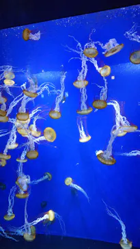 新江ノ島水族館に投稿された画像（2026/9/22）