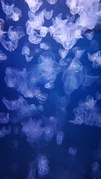 新江ノ島水族館に投稿された画像（2026/9/22）