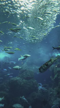新江ノ島水族館に投稿された画像（2026/9/22）
