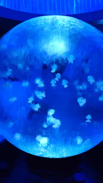 新江ノ島水族館に投稿された画像（2026/9/22）