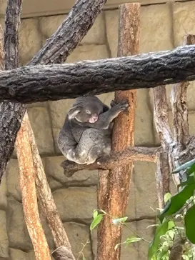 名古屋市東山動植物園に投稿された画像（2026/9/22）