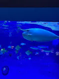 新江ノ島水族館に投稿された画像（2026/9/22）