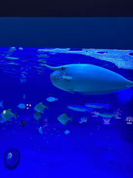 新江ノ島水族館に投稿された画像（2026/9/22）