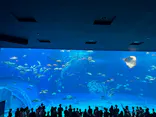 沖縄美ら海水族館に投稿された画像（2026/9/22）