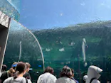 九十九島水族館海きららに投稿された画像（2026/9/22）
