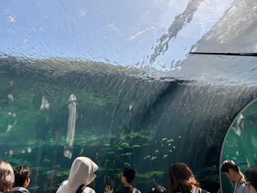 九十九島水族館海きららに投稿された画像（2026/9/22）