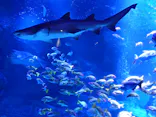 すみだ水族館に投稿された画像（2026/9/22）