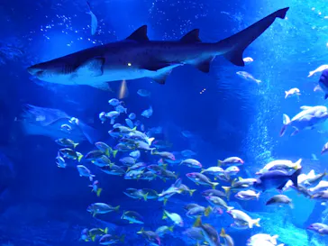 すみだ水族館に投稿された画像（2026/9/22）