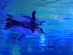 すみだ水族館に投稿された画像（2026/9/22）