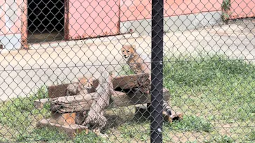 広島市安佐動物公園に投稿された画像（2026/9/22）