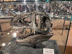 福井県立恐竜博物館に投稿された画像（2026/9/22）