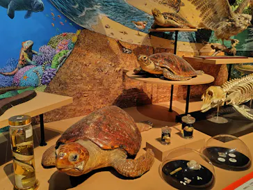 特別展「いきもの超ワールド展　国立科学博物館×ダーウィンが来た！」（国立科学博物館）に投稿された画像（2026/9/22）