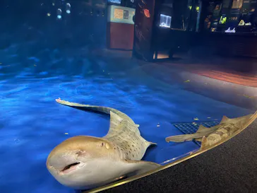 新江ノ島水族館に投稿された画像（2026/9/22）