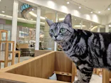 Cat Café MOFF イオンモールナゴヤドーム前店に投稿された画像（2026/9/22）