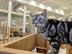 Cat Café MOFF イオンモールナゴヤドーム前店に投稿された画像（2026/9/22）