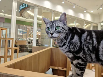 Cat Café MOFF イオンモールナゴヤドーム前店に投稿された画像（2026/9/22）