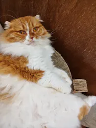 Cat Café MOFF イオンモールナゴヤドーム前店に投稿された画像（2026/9/22）
