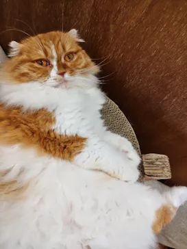 Cat Café MOFF イオンモールナゴヤドーム前店に投稿された画像（2026/9/22）