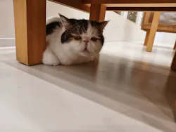 Cat Café MOFF イオンモールナゴヤドーム前店に投稿された画像（2026/9/22）