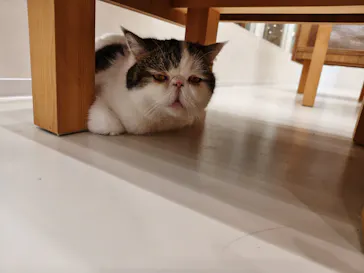 Cat Café MOFF イオンモールナゴヤドーム前店に投稿された画像（2026/9/22）