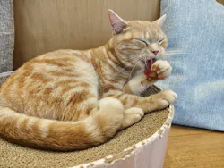 Cat Café MOFF イオンモールナゴヤドーム前店に投稿された画像（2026/9/22）