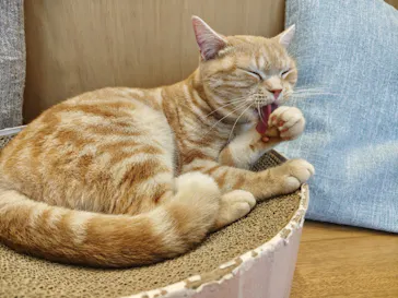 Cat Café MOFF イオンモールナゴヤドーム前店に投稿された画像（2026/9/22）