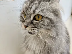 Cat Café MOFF イオンモールナゴヤドーム前店に投稿された画像（2026/9/22）