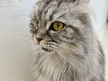 Cat Café MOFF イオンモールナゴヤドーム前店に投稿された画像（2026/9/22）