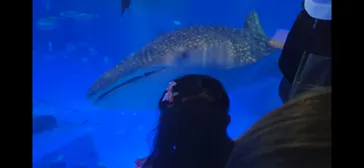 のとじま水族館に投稿された画像（2026/9/22）