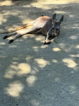 名古屋市東山動植物園に投稿された画像（2026/9/22）