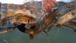 世界淡水魚園水族館　アクア・トトぎふに投稿された画像（2026/9/22）