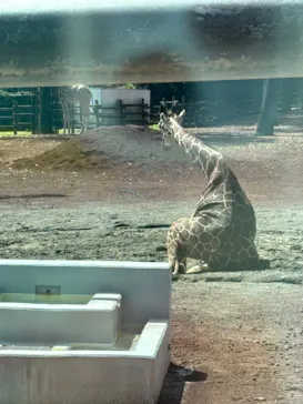 多摩動物公園に投稿された画像（2026/9/22）