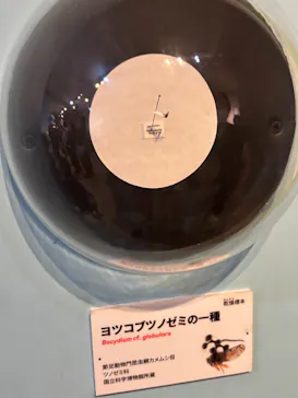 特別展「いきもの超ワールド展　国立科学博物館×ダーウィンが来た！」（国立科学博物館）に投稿された画像（2026/9/22）