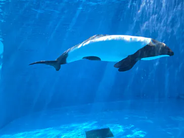 仙台うみの杜水族館に投稿された画像（2026/9/22）