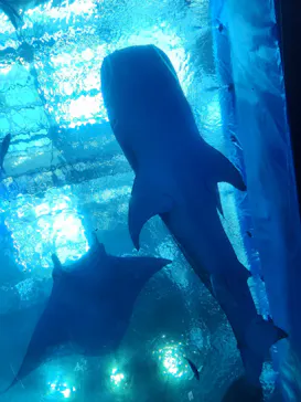 沖縄美ら海水族館に投稿された画像（2026/9/22）